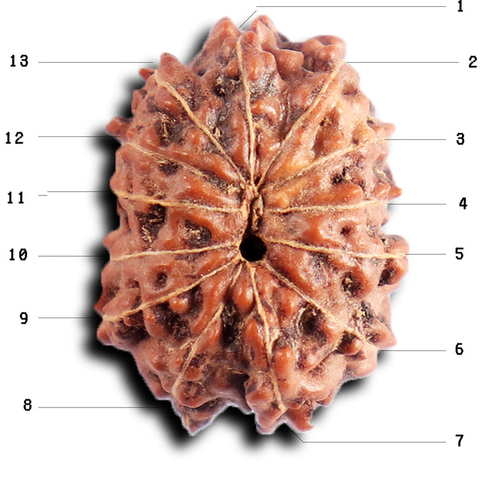 13 Mukhi Indonesian Rudraksha - Bead No 287