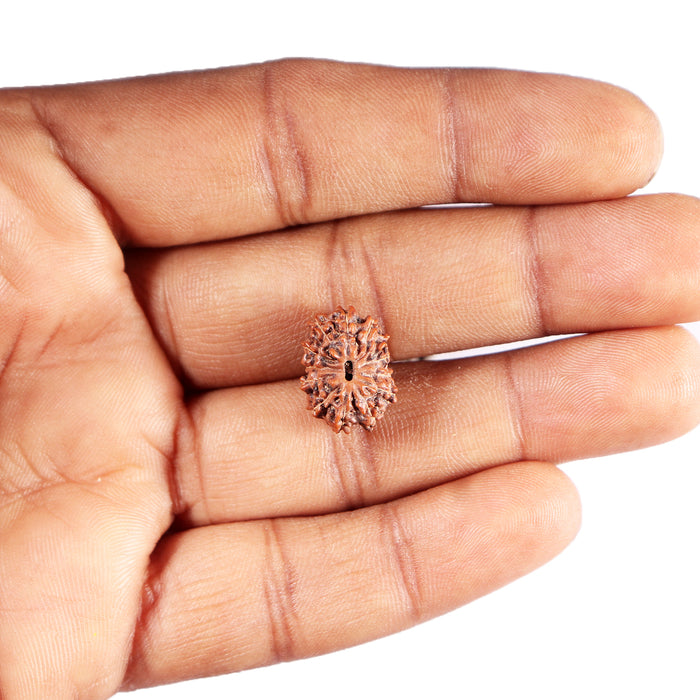13 Mukhi Indonesian Rudraksha - Bead No 287