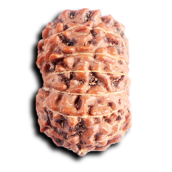 13 Mukhi Indonesian Rudraksha - Bead No 287