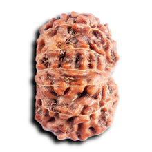 Load image into Gallery viewer, 13 Mukhi Indonesian Rudraksha - Bead No 287

