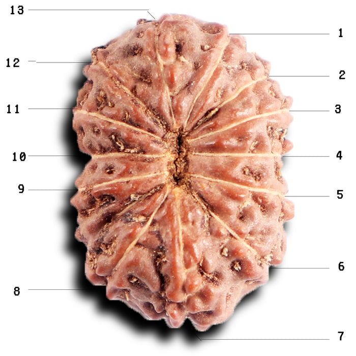 13 Mukhi Indonesian Rudraksha - Bead No. 288