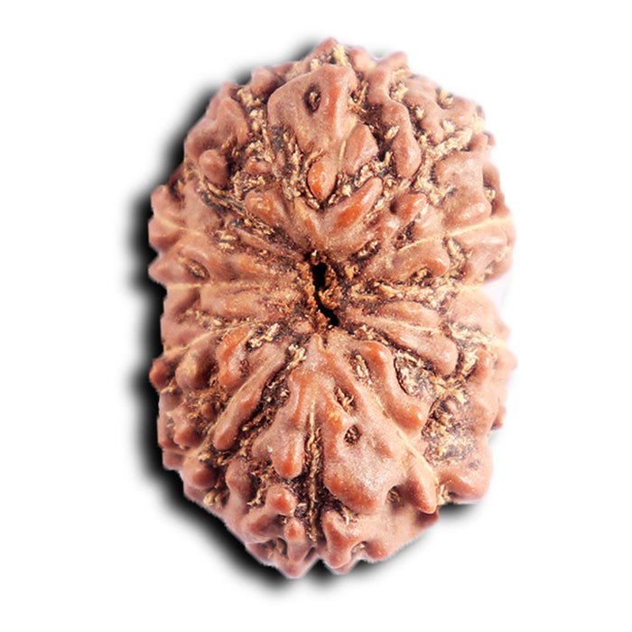 13 Mukhi Indonesian Rudraksha - Bead No. 288
