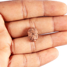 Load image into Gallery viewer, 13 Mukhi Indonesian Rudraksha - Bead No. 288
