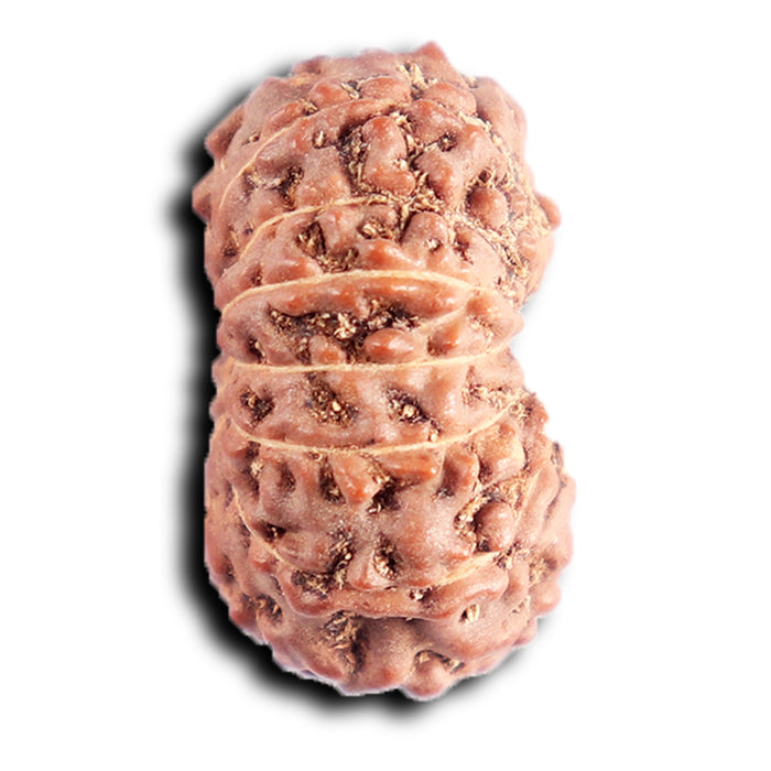13 Mukhi Indonesian Rudraksha - Bead No. 288