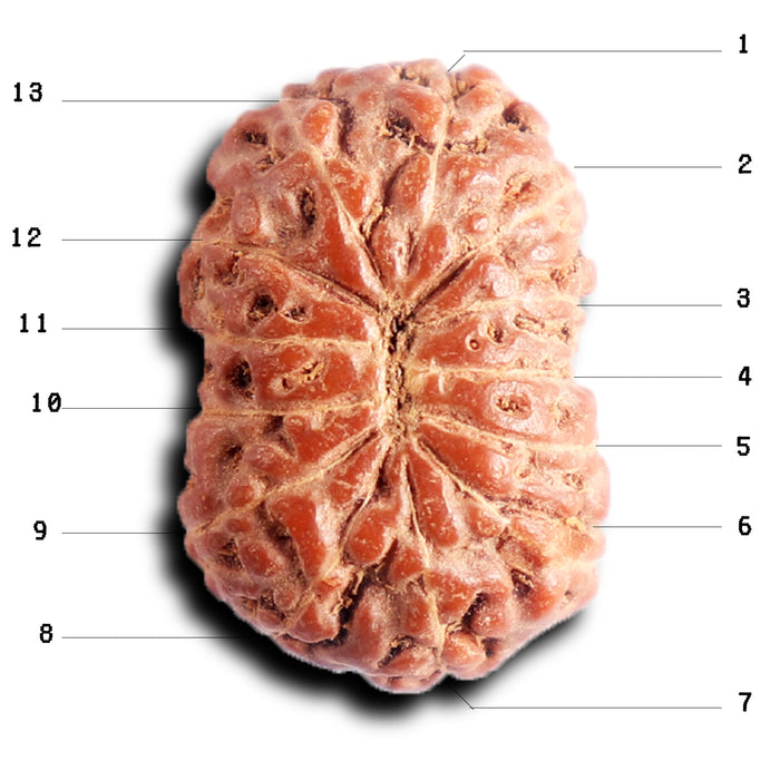 13 Mukhi Indonesian Rudraksha - Bead No 289