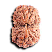 Load image into Gallery viewer, 13 Mukhi Indonesian Rudraksha - Bead No 289
