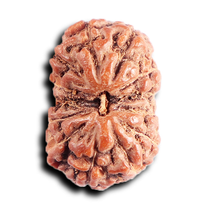 13 Mukhi Indonesian Rudraksha - Bead No 289