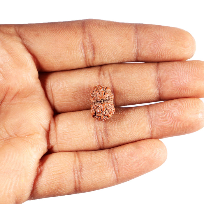 13 Mukhi Indonesian Rudraksha - Bead No 289