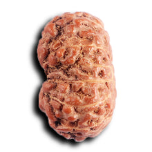 Load image into Gallery viewer, 13 Mukhi Indonesian Rudraksha - Bead No 289
