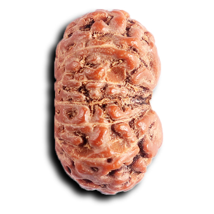 13 Mukhi Indonesian Rudraksha - Bead No 289