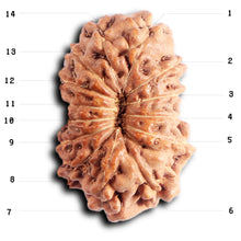 Load image into Gallery viewer, 13 Mukhi Indonesian Rudraksha - Bead No. 290
