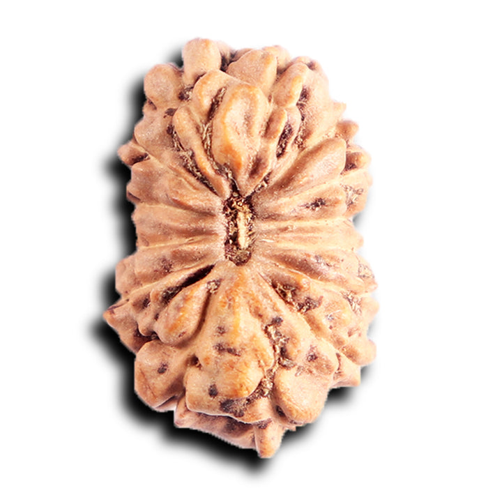 13 Mukhi Indonesian Rudraksha - Bead No. 290
