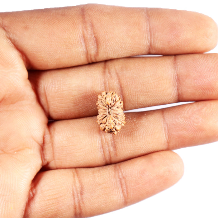 13 Mukhi Indonesian Rudraksha - Bead No. 290