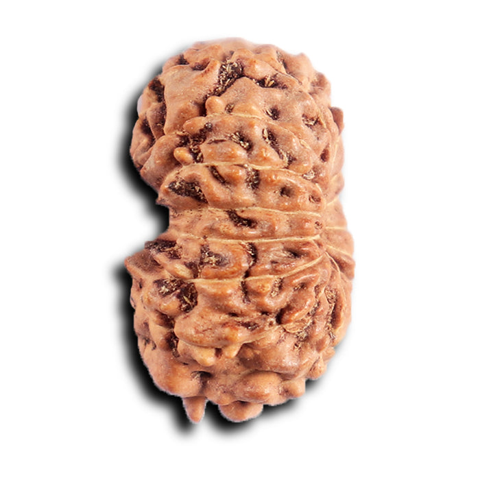 13 Mukhi Indonesian Rudraksha - Bead No. 290