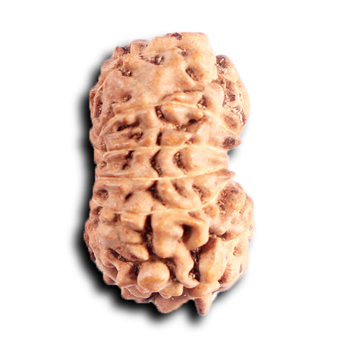 13 Mukhi Indonesian Rudraksha - Bead No. 290