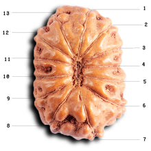 Load image into Gallery viewer, 13 Mukhi Indonesian Rudraksha - Bead No. 291
