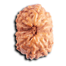 Load image into Gallery viewer, 13 Mukhi Indonesian Rudraksha - Bead No. 291

