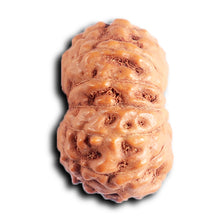 Load image into Gallery viewer, 13 Mukhi Indonesian Rudraksha - Bead No. 291
