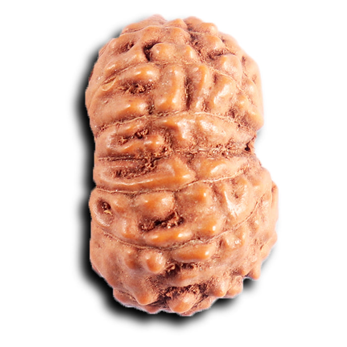 13 Mukhi Indonesian Rudraksha - Bead No. 291