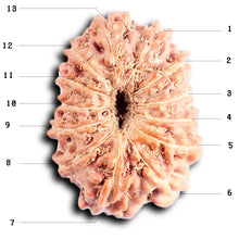 Load image into Gallery viewer, 13 Mukhi Indonesian Rudraksha - Bead No 292
