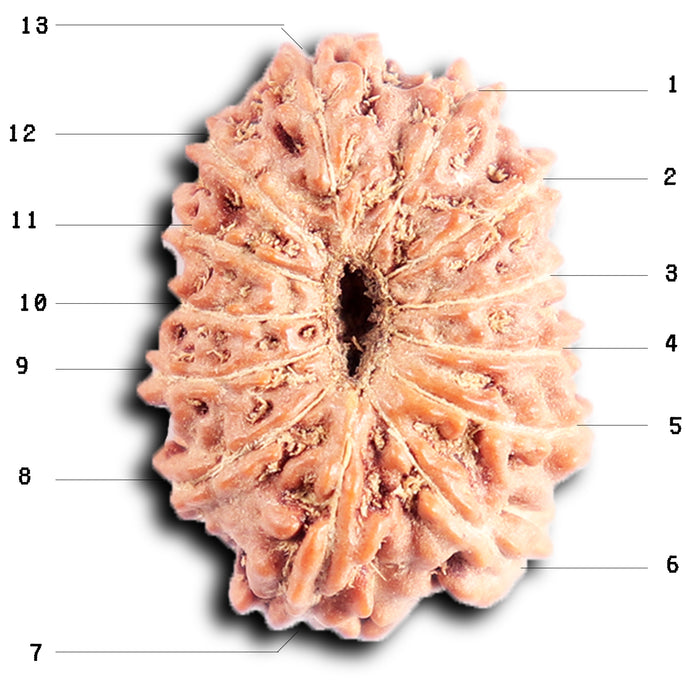 13 Mukhi Indonesian Rudraksha - Bead No 292