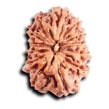 Load image into Gallery viewer, 13 Mukhi Indonesian Rudraksha - Bead No 292

