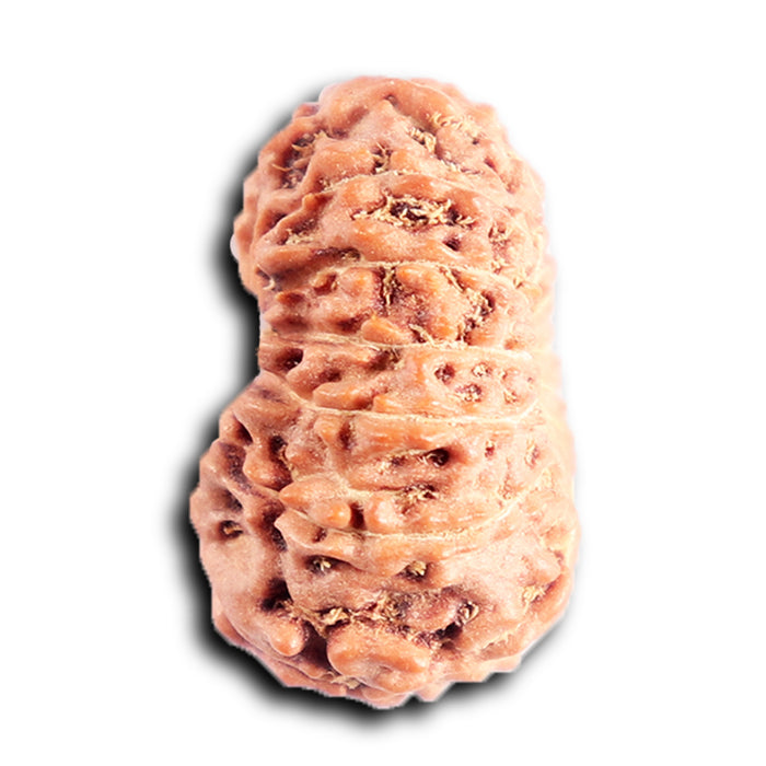 13 Mukhi Indonesian Rudraksha - Bead No 292