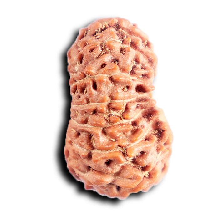 13 Mukhi Indonesian Rudraksha - Bead No 292