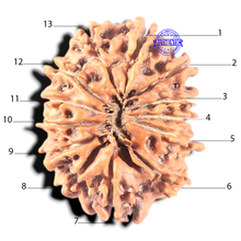 Load image into Gallery viewer, 13 Mukhi Nepalese Rudraksha - Bead No. 110
