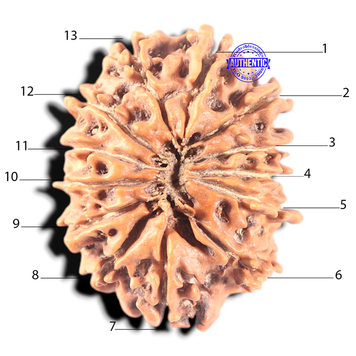 13 Mukhi Nepalese Rudraksha - Bead No. 110