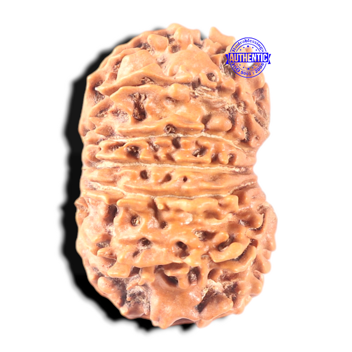 13 Mukhi Nepalese Rudraksha - Bead No. 110