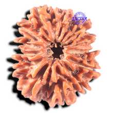 Load image into Gallery viewer, 13 Mukhi Nepalese Rudraksha - Bead No. 140

