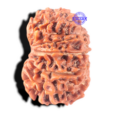 Load image into Gallery viewer, 13 Mukhi Nepalese Rudraksha - Bead No. 140
