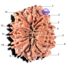 Load image into Gallery viewer, 13 Mukhi Nepalese Rudraksha - Bead No. 174
