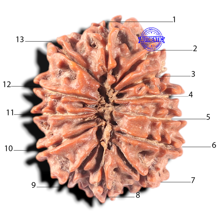 13 Mukhi Nepalese Rudraksha - Bead No. 174