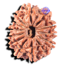 Load image into Gallery viewer, 13 Mukhi Nepalese Rudraksha - Bead No. 174
