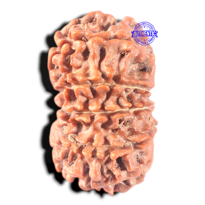 13 Mukhi Nepalese Rudraksha - Bead No. 174