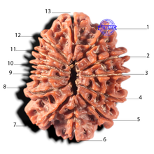 Load image into Gallery viewer, 13 Mukhi Nepalese Rudraksha - Bead No. 189
