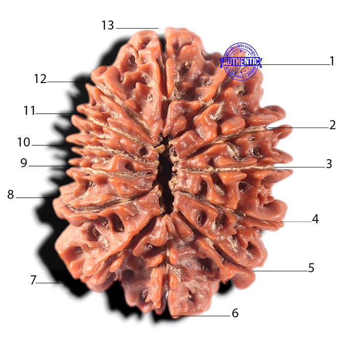 13 Mukhi Nepalese Rudraksha - Bead No. 189
