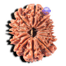 Load image into Gallery viewer, 13 Mukhi Nepalese Rudraksha - Bead No. 189

