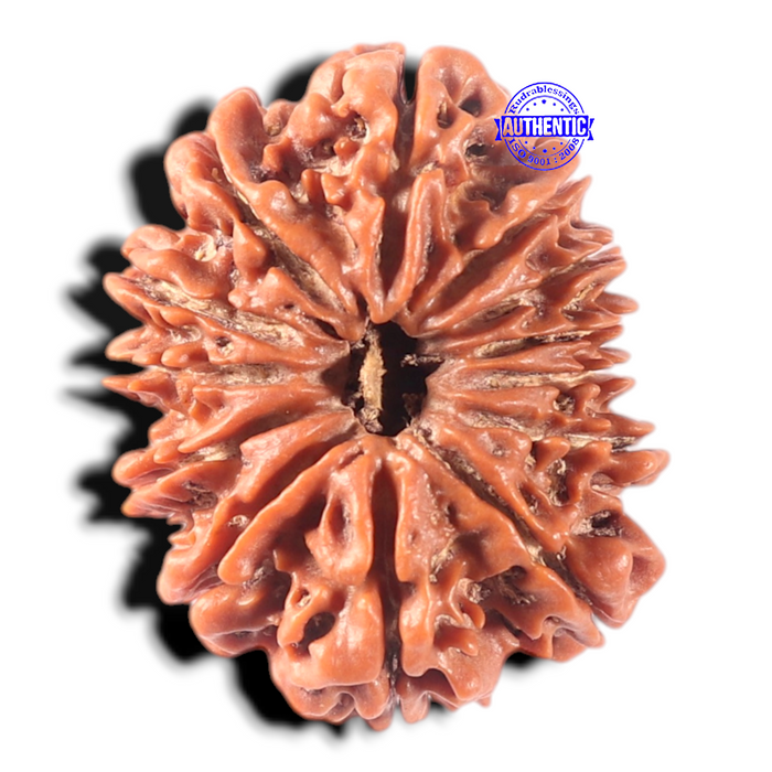 13 Mukhi Nepalese Rudraksha - Bead No. 189