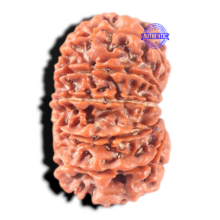 13 Mukhi Nepalese Rudraksha - Bead No. 189