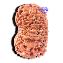 Load image into Gallery viewer, 13 Mukhi Nepalese Rudraksha - Bead No. 189
