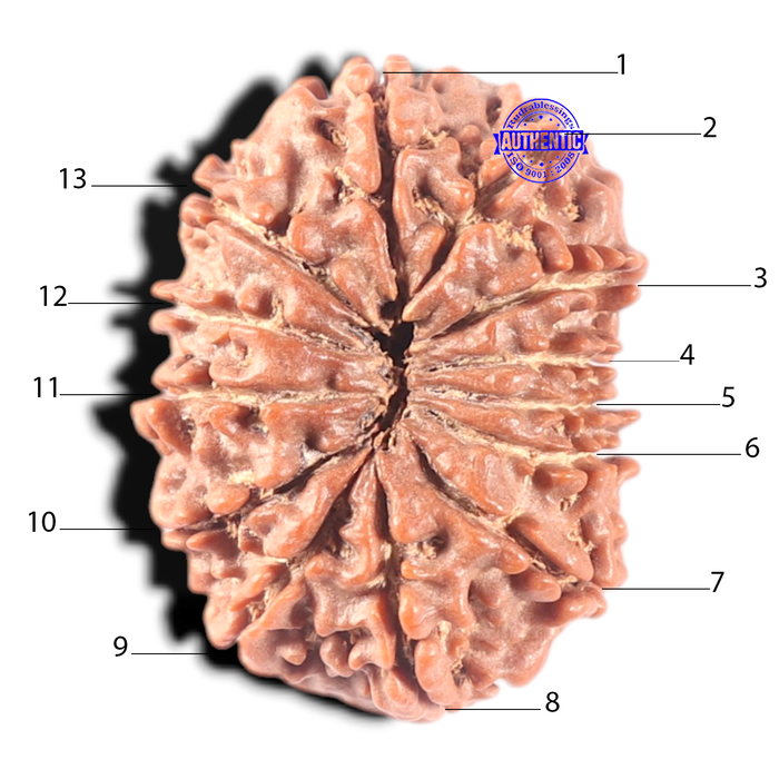 13 Mukhi Nepalese Rudraksha - Bead No. 198