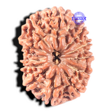 Load image into Gallery viewer, 13 Mukhi Nepalese Rudraksha - Bead No. 198
