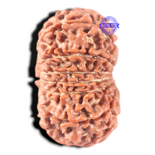 Load image into Gallery viewer, 13 Mukhi Nepalese Rudraksha - Bead No. 198
