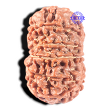 Load image into Gallery viewer, 13 Mukhi Nepalese Rudraksha - Bead No. 198
