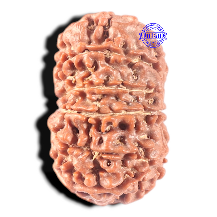 13 Mukhi Nepalese Rudraksha - Bead No. 198