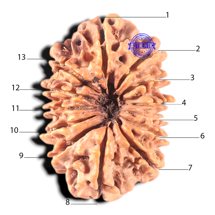 13 Mukhi Nepalese Rudraksha - Bead No. 21
