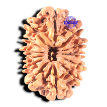 Load image into Gallery viewer, 13 Mukhi Nepalese Rudraksha - Bead No. 21
